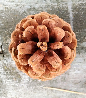 Image for event: DIY Pine Cone Flowers
