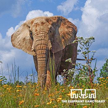 Image for event: A Virtual Visit to The Elephant Sanctuary