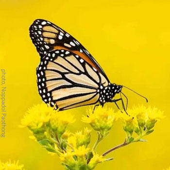 Image for event: Monarch Butterflies