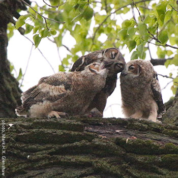 Image for event: How to Find an Owl in Your Neighborhood