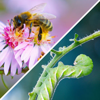 Image for event: Garden Pests and Pollinators