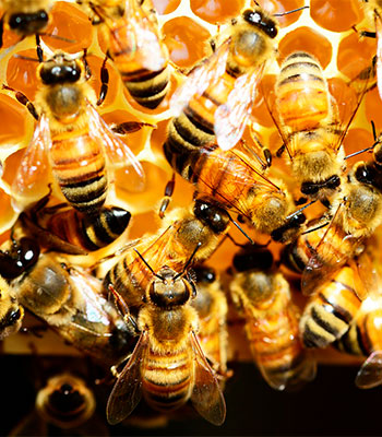 Image for event: Beginning Beekeeping, Session 1