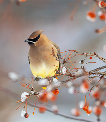Image for event: Wintering Birds