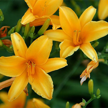 Image for event: Daylily Show 