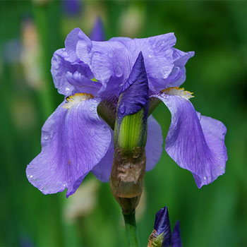Image for event: Bearded Iris Flower Show