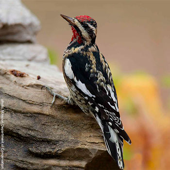 Image for event: Built for It: Missouri&rsquo;s Woodpeckers